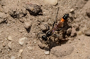 David Plant Photography - Wildlife Photography - Red-banded sand wasp, Ammophila sabulosa - A