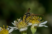 David Plant Photography - Wildlife Photography - Tree wasp, Dolichovespula sylvestris - D