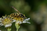 David Plant Photography - Wildlife Photography - Tree wasp, Dolichovespula sylvestris - E