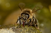 Bees