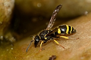 Wasps