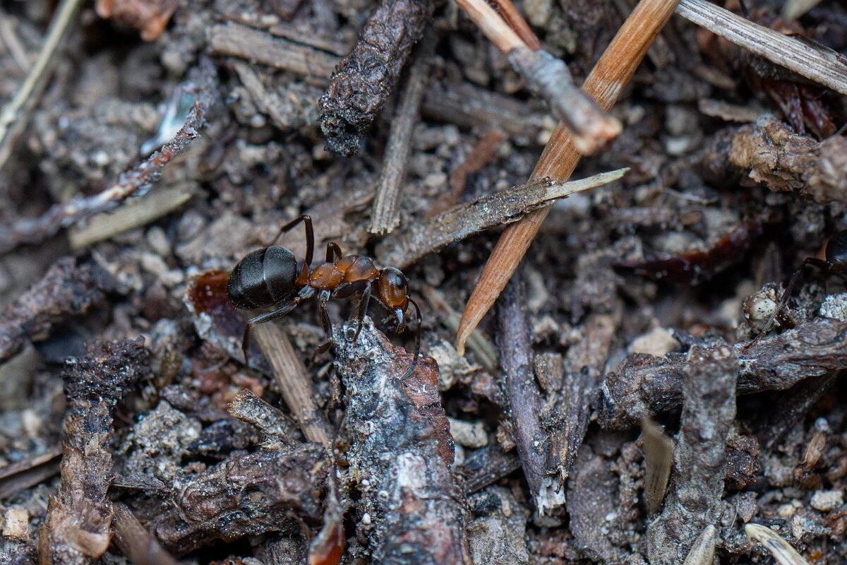 David Plant Photography - Wildlife Photography - Formica aquilonia - G.jpg - Scottish wood ant, Formica aquilonia - Cairngorms
