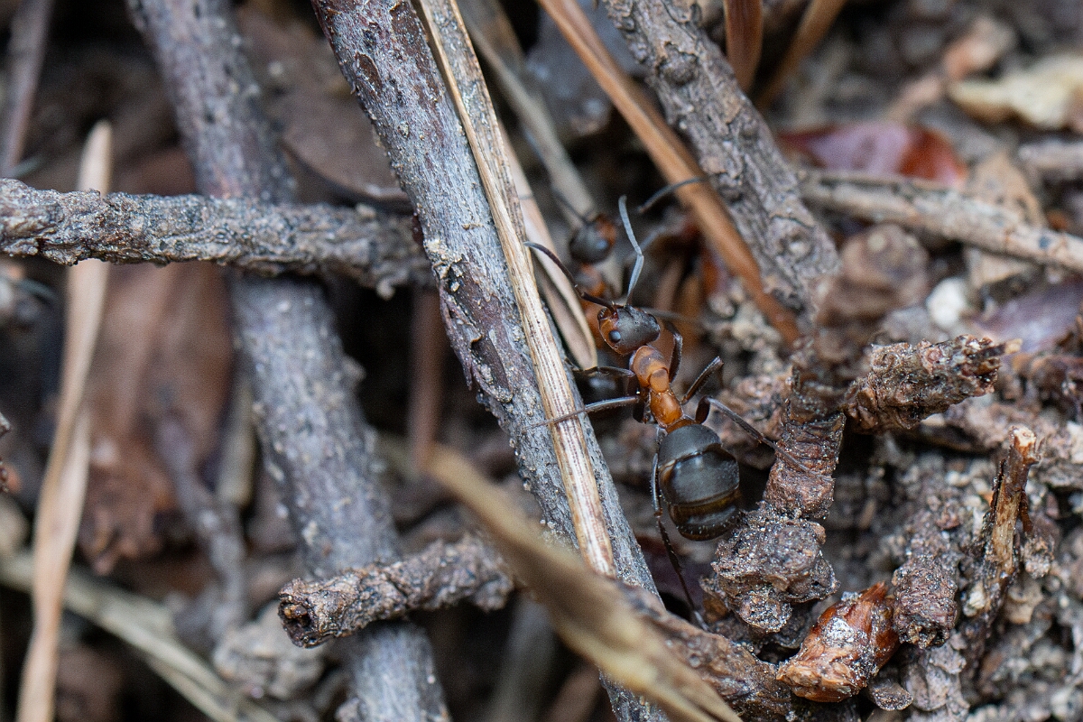 David Plant Photography - Wildlife Photography - Formica aquilonia - I.jpg - Scottish wood ant, Formica aquilonia - Cairngorms