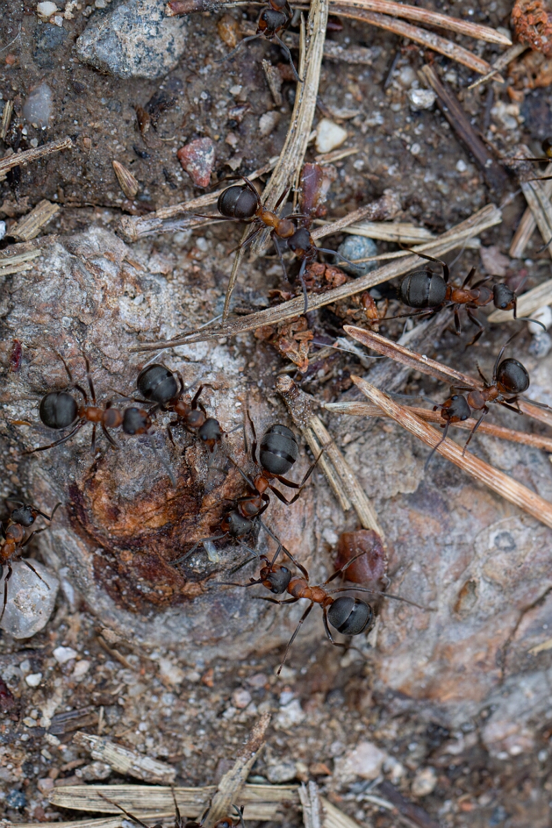 David Plant Photography - Wildlife Photography - Formica aquilonia - K.jpg - Scottish wood ant, Formica aquilonia - Cairngorms
