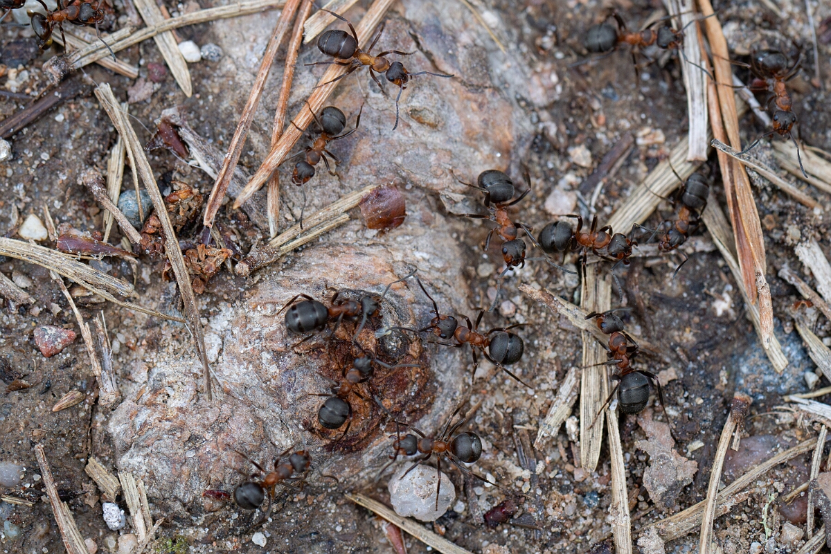 David Plant Photography - Wildlife Photography - Formica aquilonia - L.jpg - Scottish wood ant, Formica aquilonia - Cairngorms