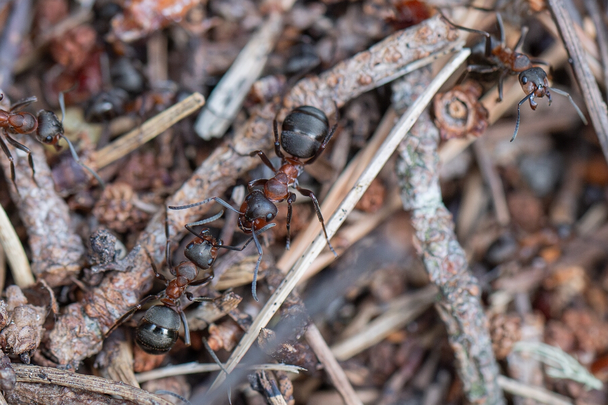 David Plant Photography - Wildlife Photography - Formica lugubris - L.jpg - Hairy wood ant, Formica lugubris - Cairngorms