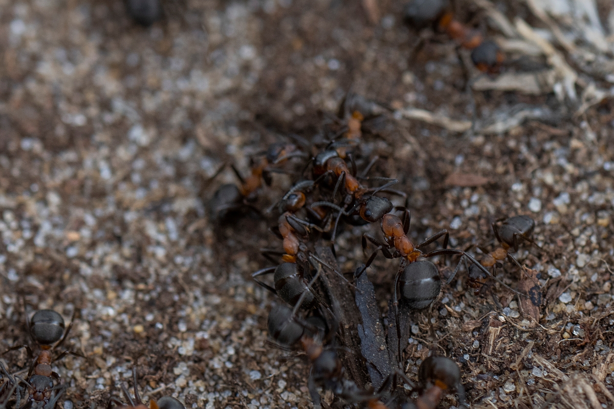 David Plant Photography - Wildlife Photography - Formica rufa - E.JPG - Southern wood ant, Formica rufa - Bedfordshire