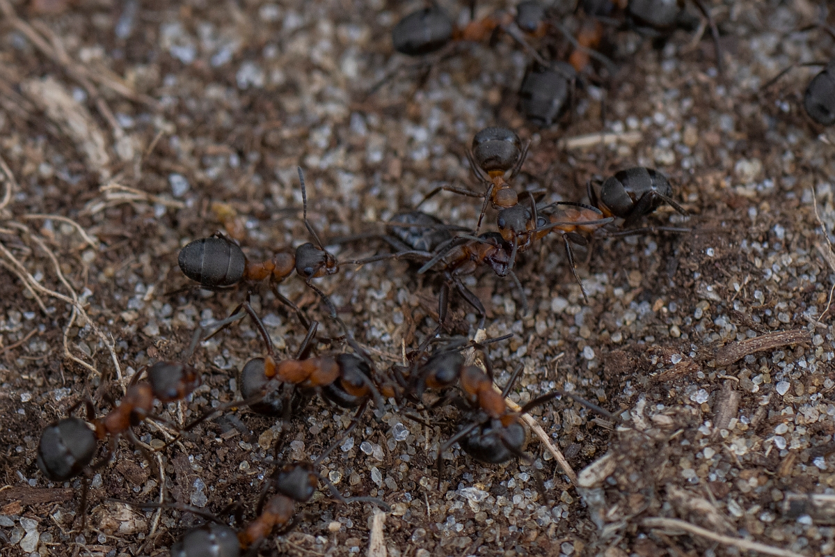 David Plant Photography - Wildlife Photography - Formica rufa - F.JPG - Southern wood ant, Formica rufa - Bedfordshire