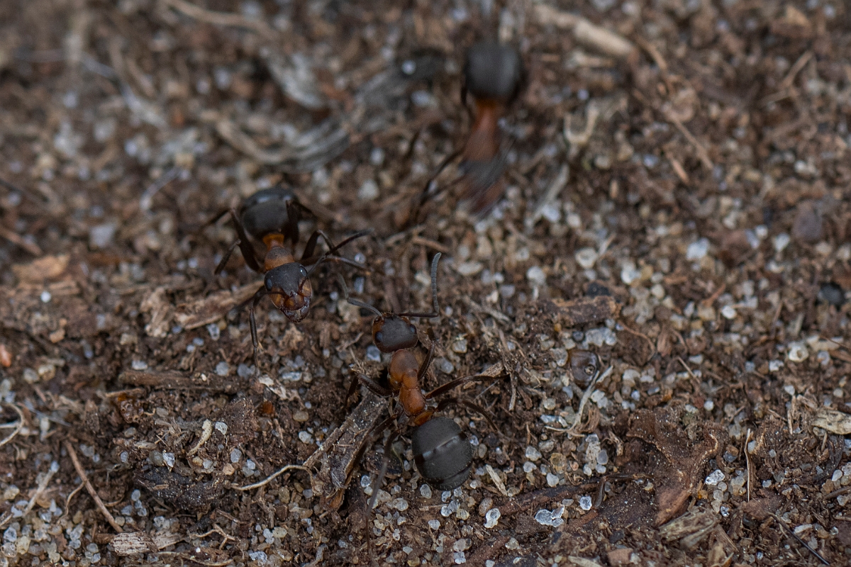 David Plant Photography - Wildlife Photography - Formica rufa - G.JPG - Southern wood ant, Formica rufa - Bedfordshire