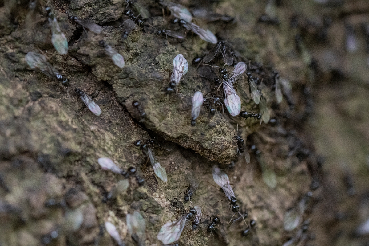 David Plant Photography - Wildlife Photography - Lasius fuliginosus - C.JPG - Jet ant, Lasius fuliginosus colony - Bedfordshire