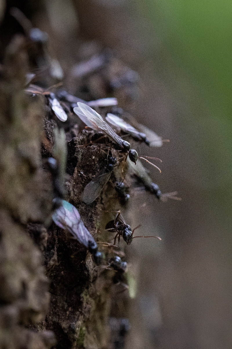 David Plant Photography - Wildlife Photography - Lasius fuliginosus - F.JPG - Jet ant, Lasius fuliginosus colony - Bedfordshire