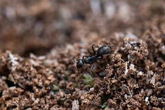 David Plant Photography - Wildlife Photography - Formica fusca - C