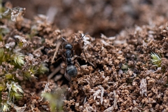 David Plant Photography - Wildlife Photography - Formica fusca - D