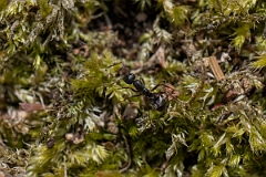 David Plant Photography - Wildlife Photography - Formica fusca - E