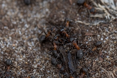 David Plant Photography - Wildlife Photography - Formica rufa - E