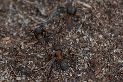 David Plant Photography - Wildlife Photography - Formica rufa - G
