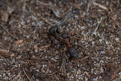 David Plant Photography - Wildlife Photography - Formica rufa - H