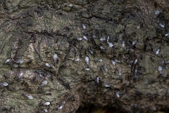 David Plant Photography - Wildlife Photography - Lasius fuliginosus - A