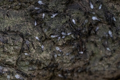 David Plant Photography - Wildlife Photography - Lasius fuliginosus - B