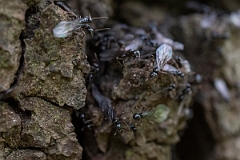 David Plant Photography - Wildlife Photography - Lasius fuliginosus - E