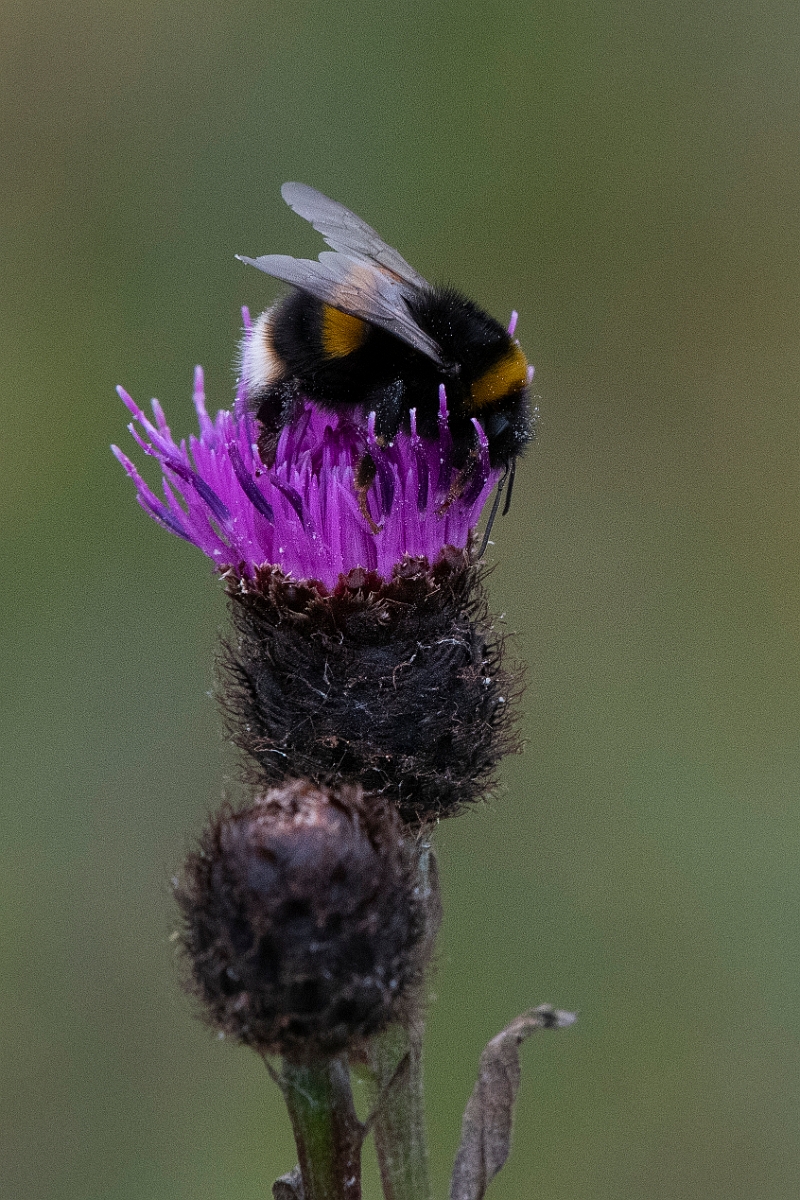 DPP - Wildlife Photography - Northern white-tailed bumblebee, Bombus magnus - D.JPG - Northern white-tailed bumblebee, Bombus magnus - Caithness