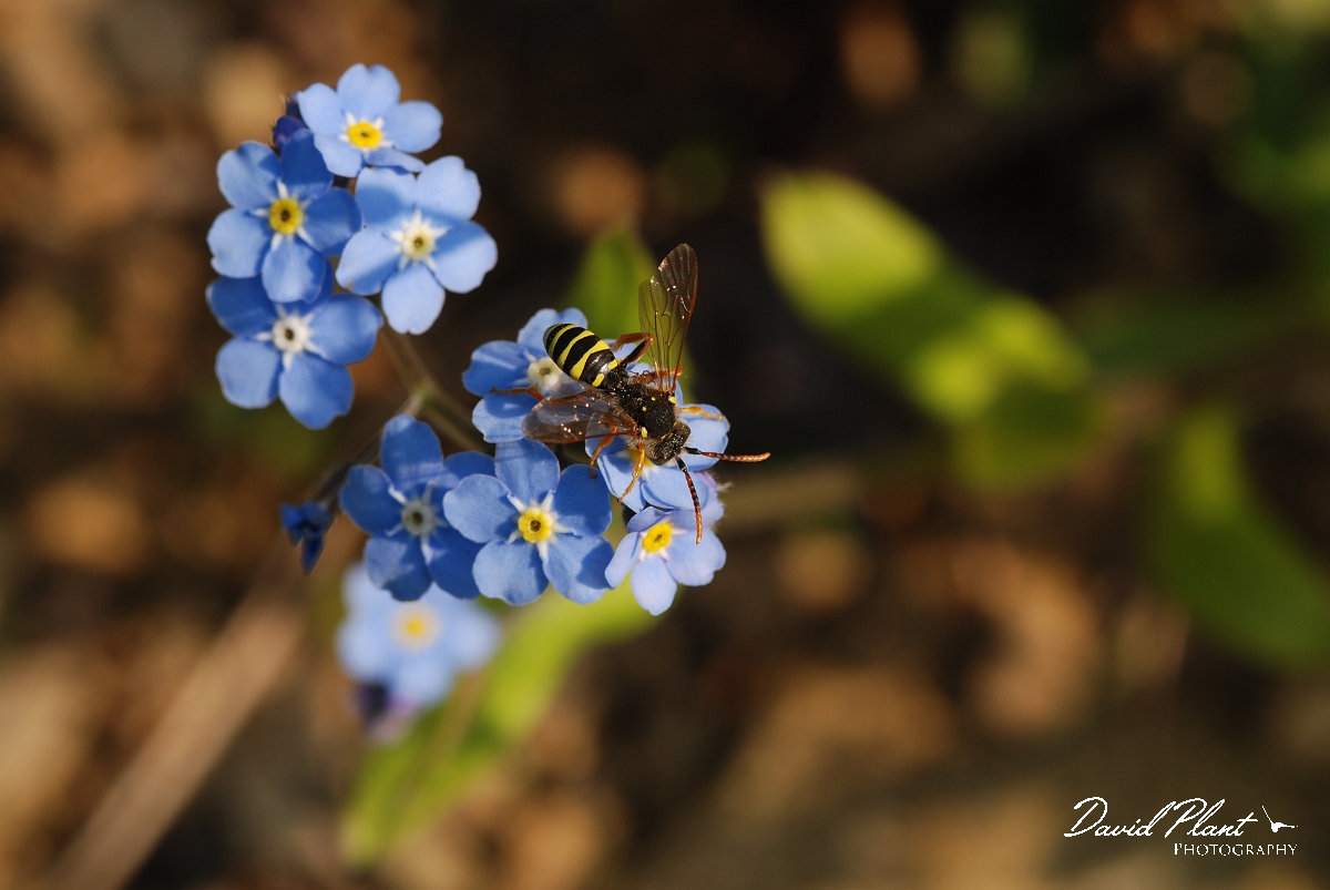 David Plant Photography - Wildlife Photographer - Nomada goodeniana.JPG - Gooden's nomad bee, Nomada goodeniana - Cotswolds