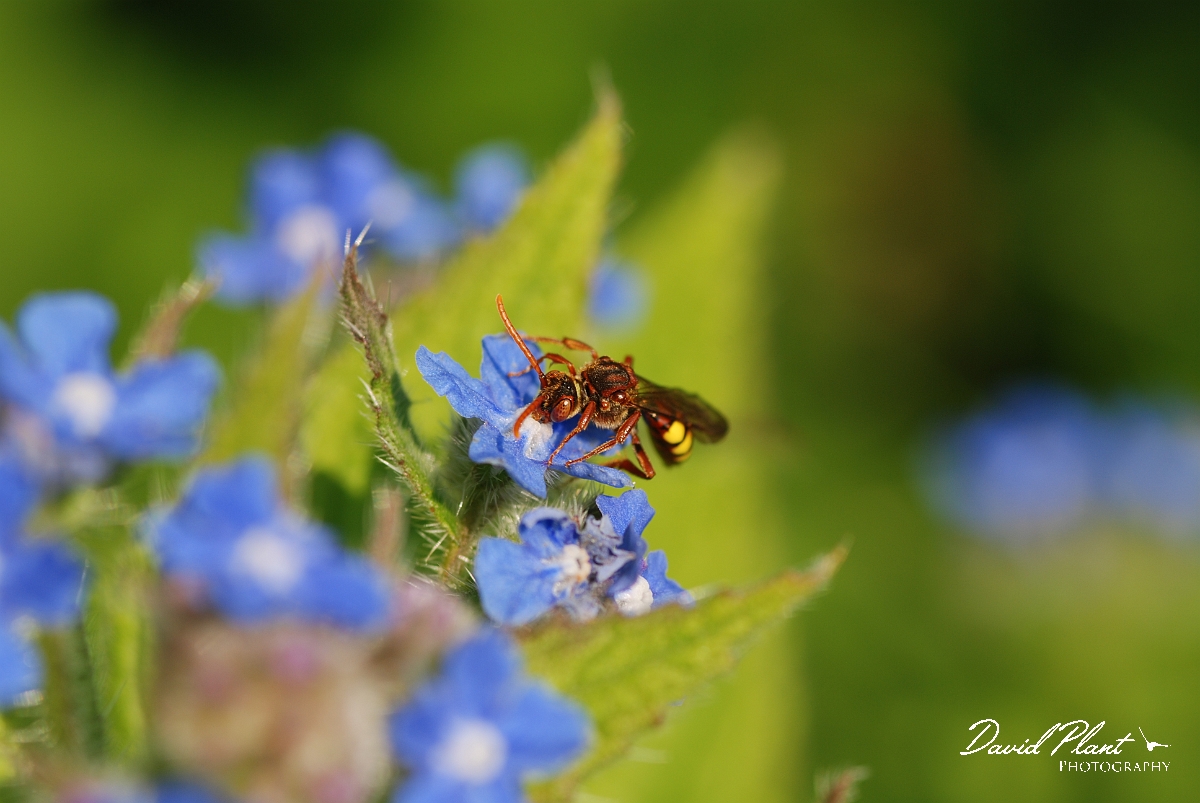 David Plant Photography - Wildlife Photographer - Nomada ruficornis - A.JPG - Gooden's nomad bee, Nomada goodeniana - Cotswolds