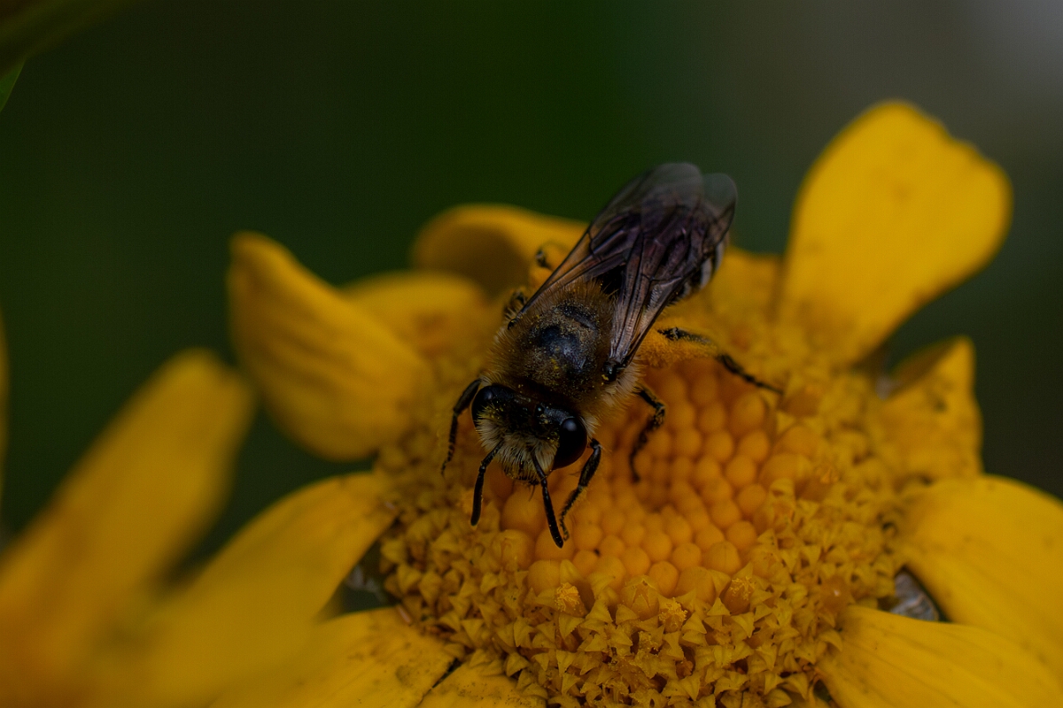 David Plant Photography - Wildlife Photography - Bare-saddled cellophane bee, Colletes similis - B.jpg - Bare-saddled cellophane bee, Colletes similis - Cotswolds