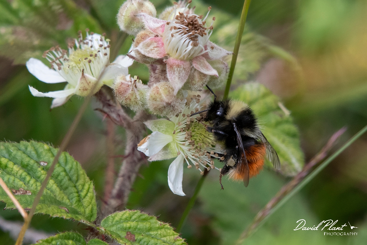 David Plant Photography - Wildlife Photography - Bilberry bumblebee, Bombus monticola - B.jpg - Bilberry bumblebee, Bombus monticola - Devon