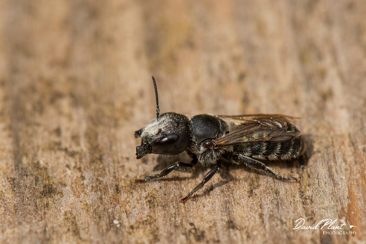 David Plant Photography - Wildlife Photography - Blue mason bee, Osmia caerulescens - C.JPG - Blue mason bee, Osmia caerulescens - Cotswolds