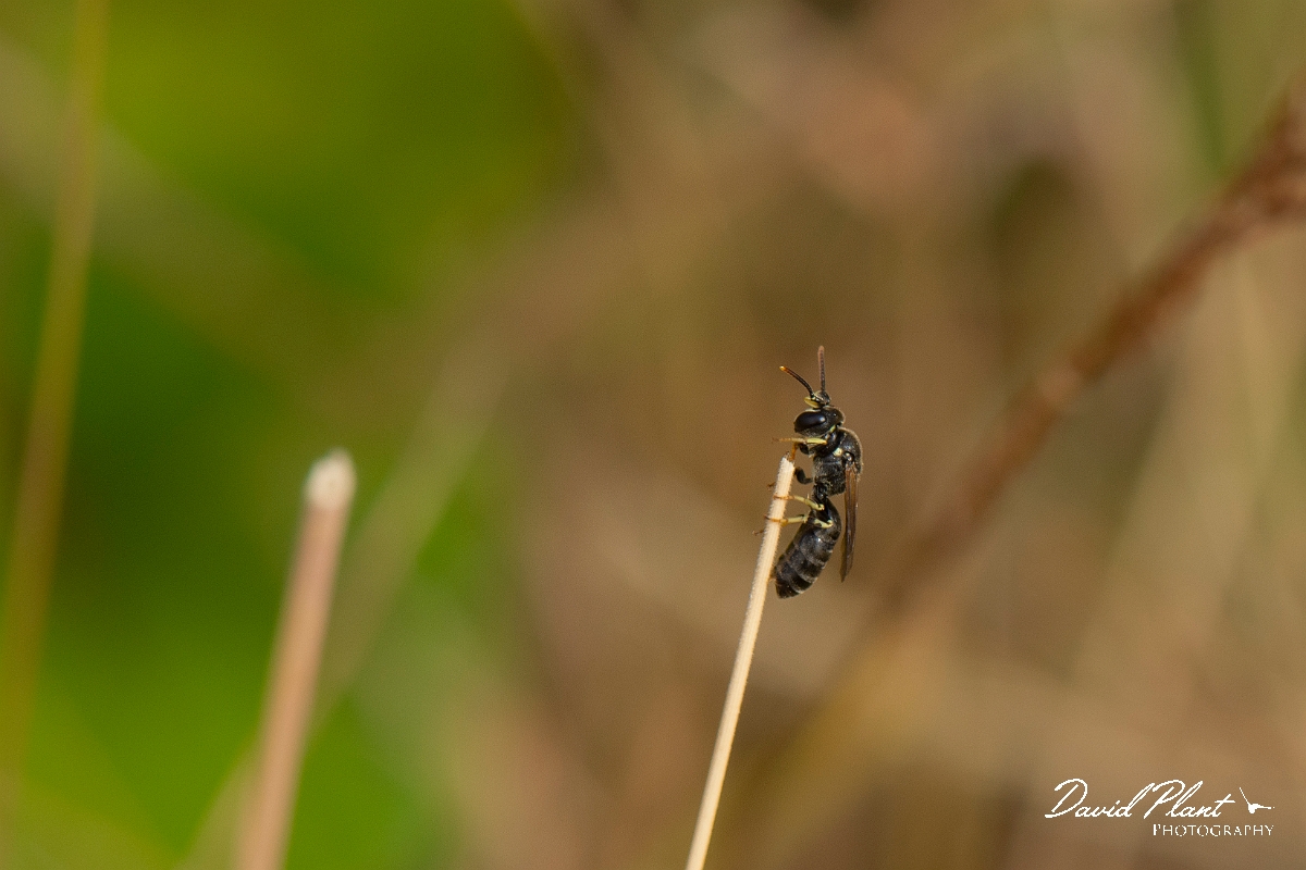 David Plant Photography - Wildlife Photography - Chalk yellow-face bee, Hylaeus dilatatus - B.jpg - Chalk yellow-face bee, Hylaeus dilatatus - Kent