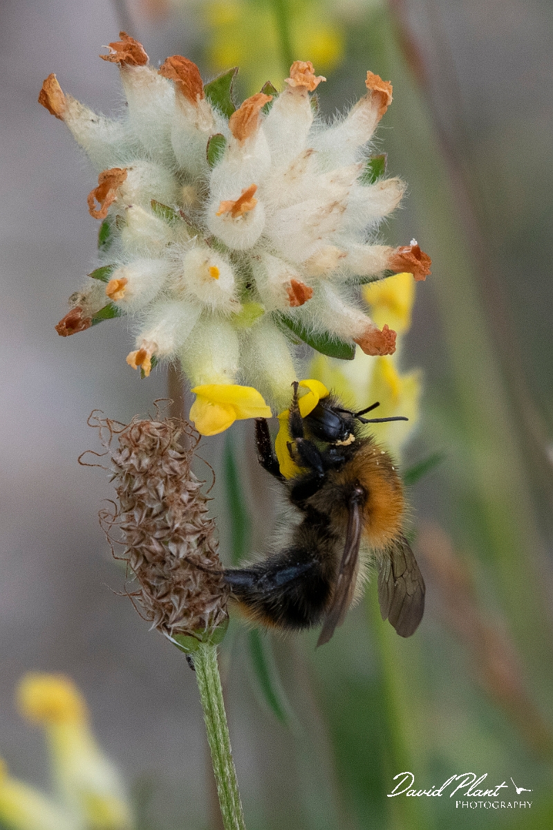 David Plant Photography - Wildlife Photography - Common carder bee, Bombus pascuorum - F.jpg - Common carder-bee, Bombus pascorum - Cambridgeshire