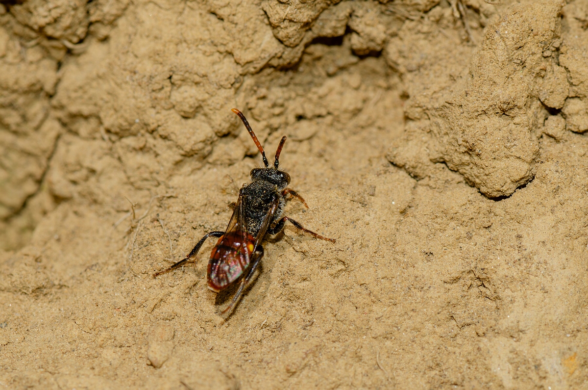 David Plant Photography - Wildlife Photography - Fabricius's nomad bee, Nomada fabriciana - A.jpg - Fabricius's nomad bee, Nomada fabriciana - Warwickshire