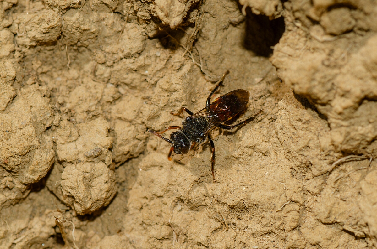 David Plant Photography - Wildlife Photography - Fabricius's nomad bee, Nomada fabriciana - D.jpg - Fabricius's nomad bee, Nomada fabriciana - Warwickshire