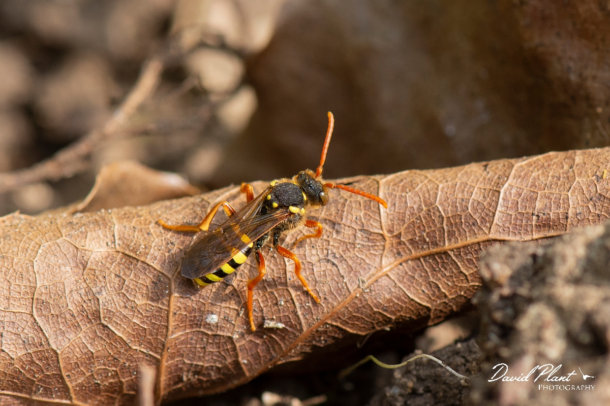 David Plant Photography - Wildlife Photography - Gooden's nomad bee, Nomada goodeniana - B.jpg - Gooden's nomad bee, Nomada goodeniana - Cotswolds