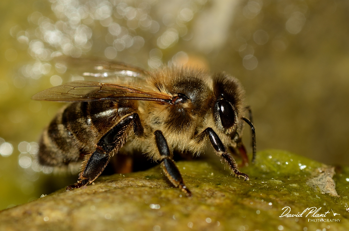 David Plant Photography - Wildlife Photography - Honey bee - B.jpg - European honey bee, Apis mellifera, drinking - Cotswolds