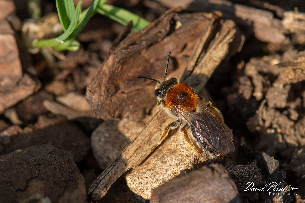David Plant Photography - Wildlife Photography - Orange-tailed mining bee, Andrena haemorrhoa - D.jpg - Orange-tailed mining bee, Andrena haemorrhoa - Cotswolds