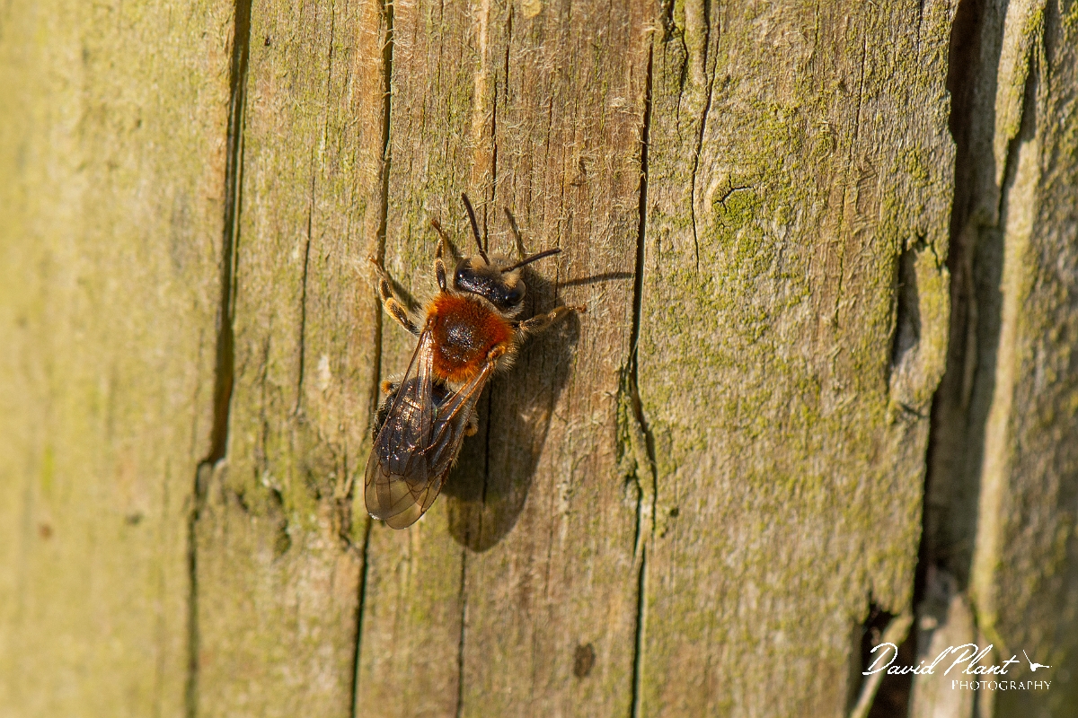 David Plant Photography - Wildlife Photography - Orange-tailed mining bee, Andrena haemorrhoa - E.jpg - Orange-tailed mining bee, Andrena haemorrhoa - Cotswolds