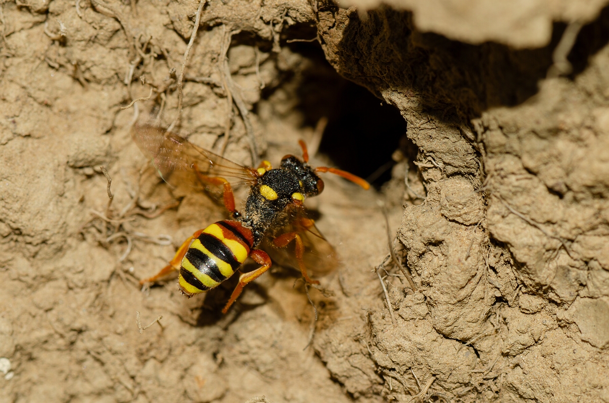 David Plant Photography - Wildlife Photography - Painted nomad bee, Nomada fucata - G.jpg - Painted nomad bee, Nomada fucata - Warwickshire