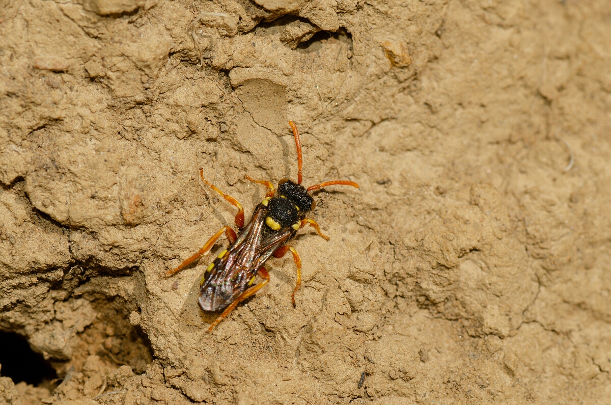 David Plant Photography - Wildlife Photography - Painted nomad bee, Nomada fucata - I.jpg - Painted nomad bee, Nomada fucata - Warwickshire