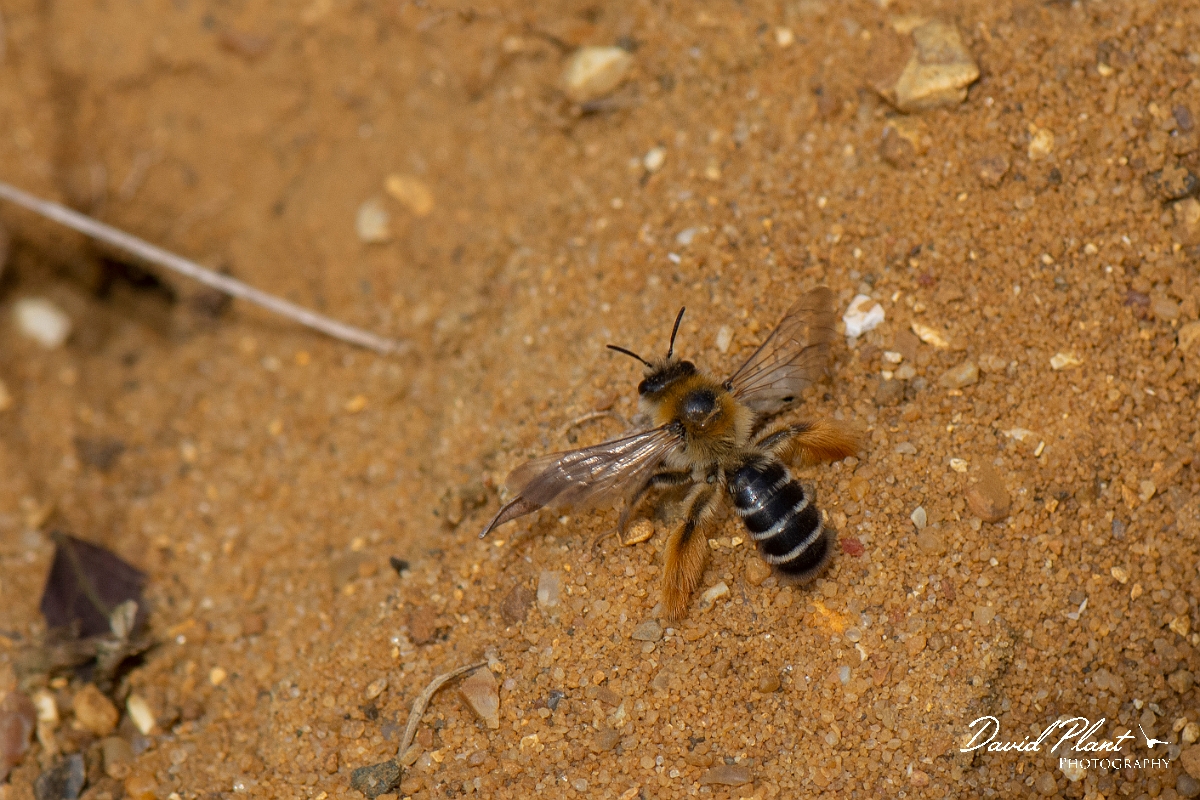David Plant Photography - Wildlife Photography - Pantaloon bee, Dasypoda hirtipes - A.jpg - Pantaloon bee, Dasypoda hirtipes - Kent