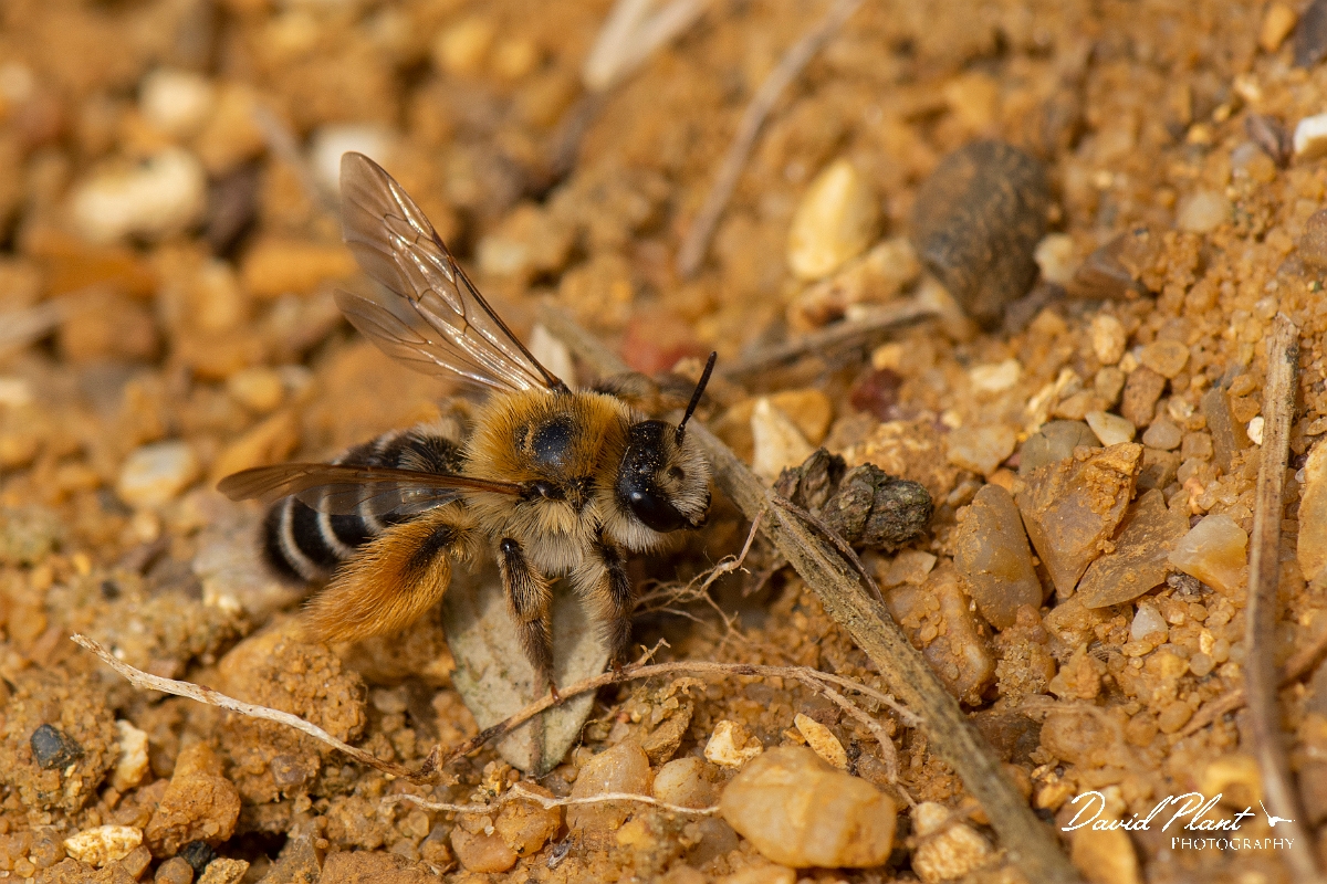 David Plant Photography - Wildlife Photography - Pantaloon bee, Dasypoda hirtipes - E.jpg - Pantaloon bee, Dasypoda hirtipes - Kent