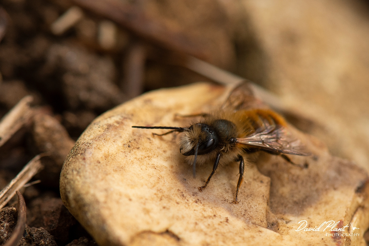 David Plant Photography - Wildlife Photography - Red mason bee, Osmia bicornis - D.jpg - Red mason bee, Osmia bicornis - Cotswolds