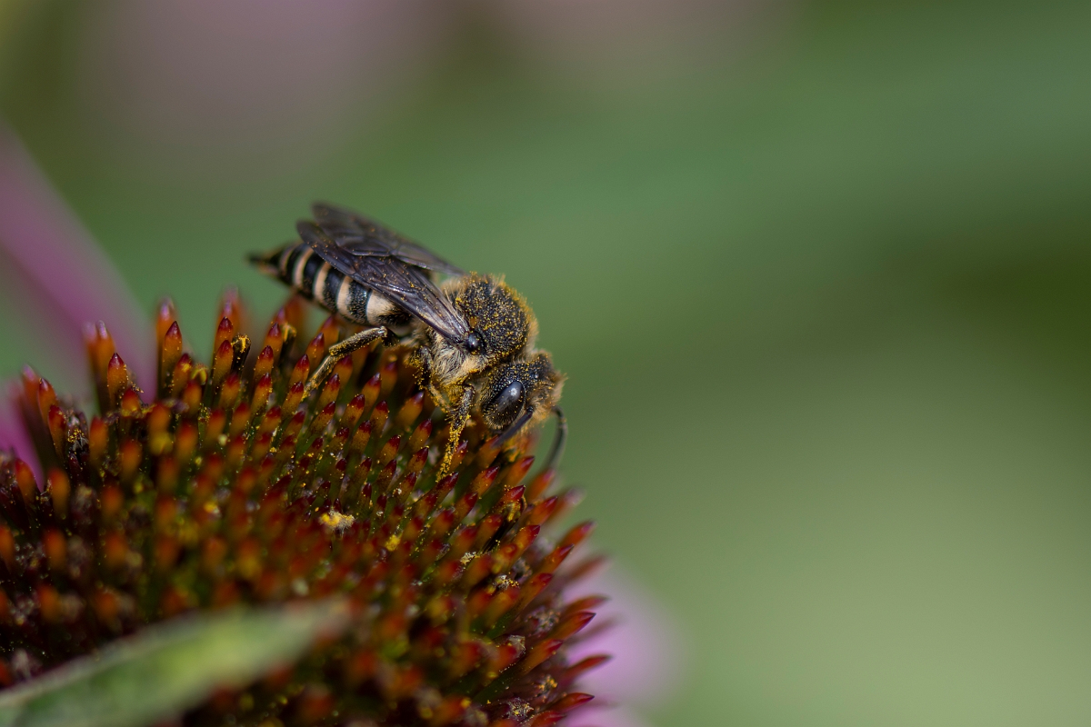 David Plant Photography - Wildlife Photography - Shiny-vented sharp-tail bee, Coelioxys inermis - A.JPG - Shiny-vented sharp-tail bee, Coelioxys inermis - Cotswolds