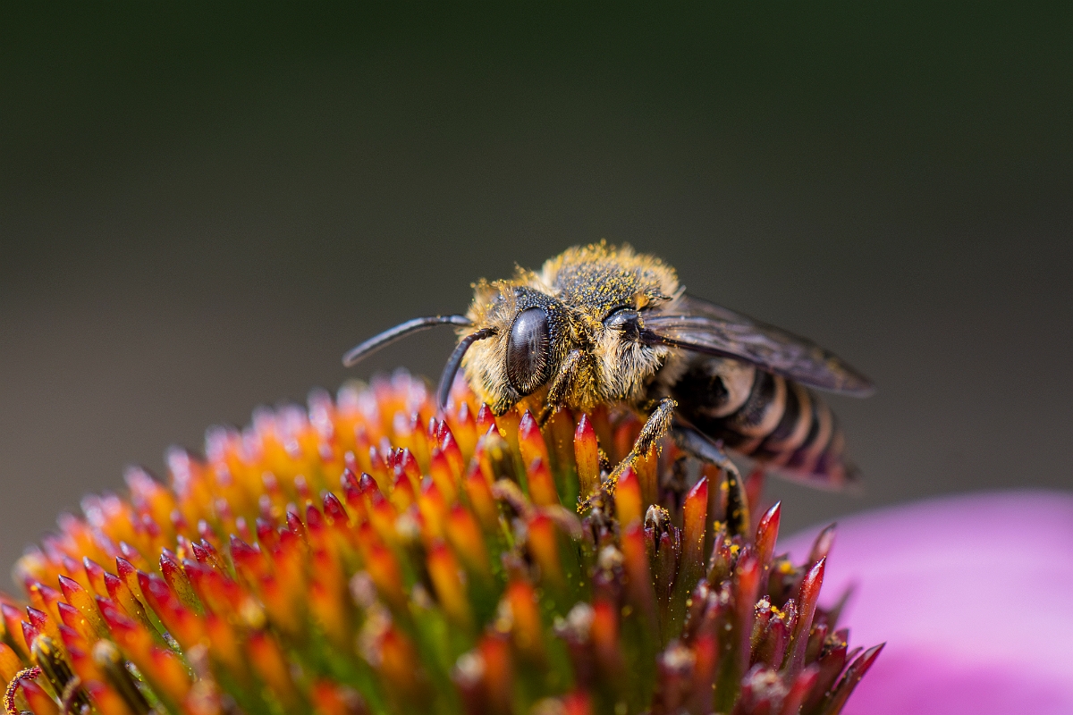 David Plant Photography - Wildlife Photography - Shiny-vented sharp-tail bee, Coelioxys inermis - C.JPG - Shiny-vented sharp-tail bee, Coelioxys inermis - Cotswolds