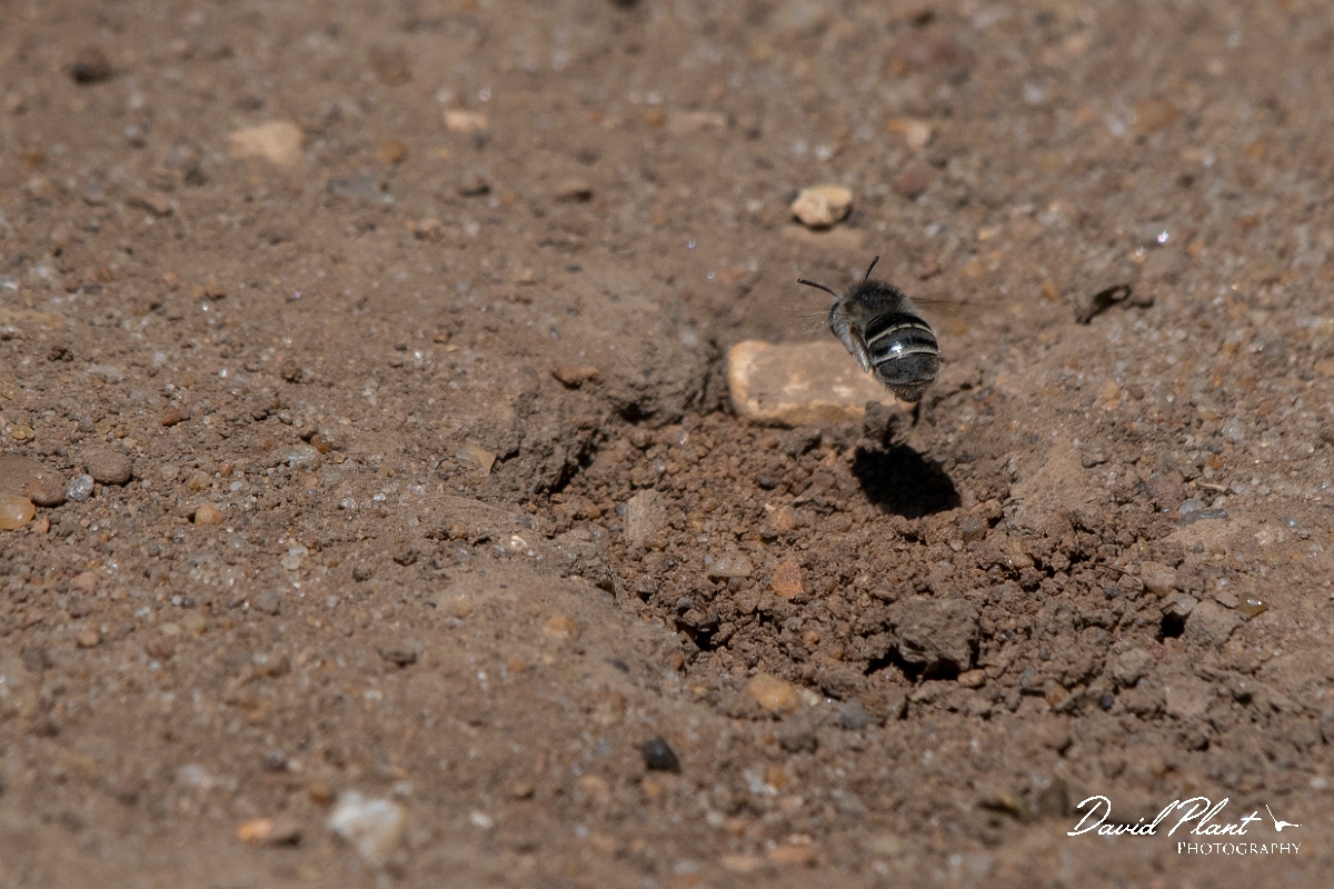 David Plant Photography - Wildlife Photography - Silvery leafcutter bee, Megachile leachella - D.jpg - Silvery leafcutter bee, Megachile leachella, female - Kent