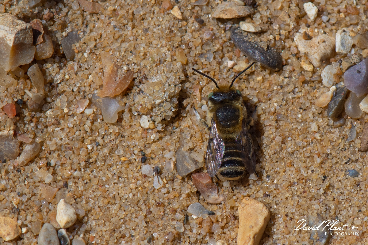 David Plant Photography - Wildlife Photography - Silvery leafcutter bee, Megachile leachella - F.jpg - Silvery leafcutter bee, Megachile leachella, male - Kent