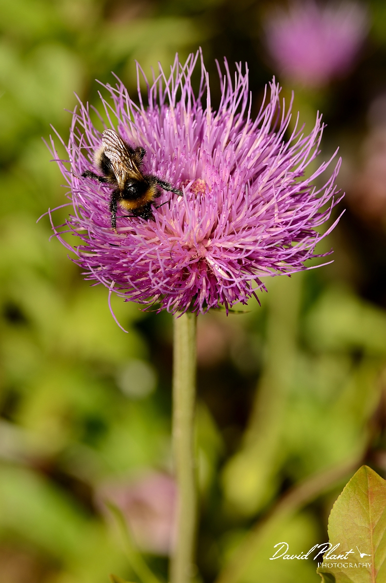 David Plant Photography - Wildlife Photography - Small garden bumblebee, Bombus hortorum - A.jpg - Small garden bumblebee, Bombus hortorum - Cotswolds
