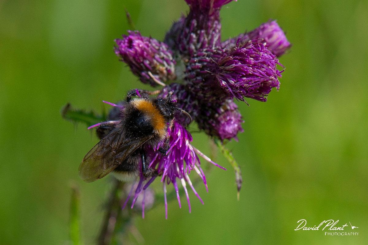David Plant Photography - Wildlife Photography - Vestal cuckoo bee, Bombus vestalis - F.JPG - Vestal cuckoo bee, Bombus vestalis - Norfolk