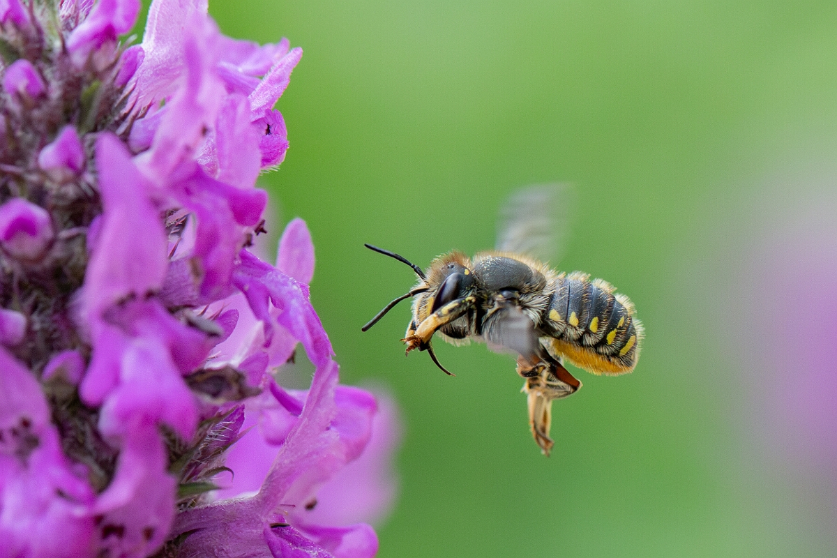 David Plant Photography - Wildlife Photography - Wool carder bee, Anthidium manicatum - H.jpg - Wool carder bee, Anthidium manicatum - Cotswolds